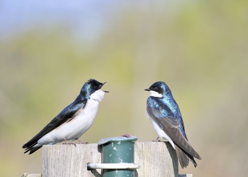 A pair of mating tree swallows perched on a nesting box singing to each other.