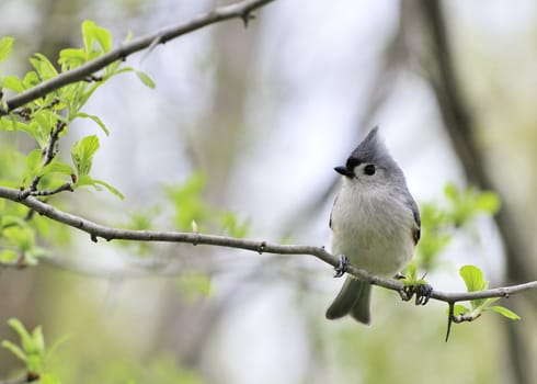 A tufted titmouse perched on a tree branch.