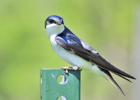 A tree swallow perched on a green post.