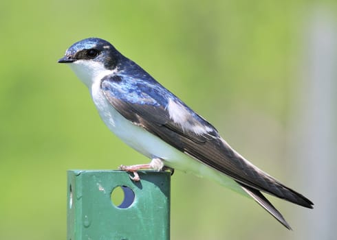 A tree swallow perched on a green metal post.