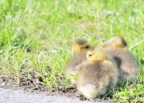 A small group of Canada geese goslings sitting on the side of a bike path.