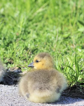 A Canada goose gosling sitting on the side of a bike path.