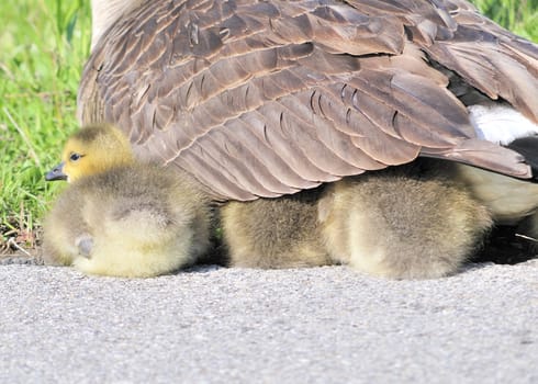 A mother canada goose with goslings under her wing.