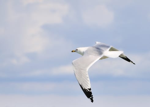 A ring-billed seagull in flight against a blue sky.