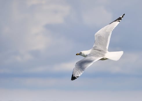 A ring-billed seagull in flight against a blue sky.