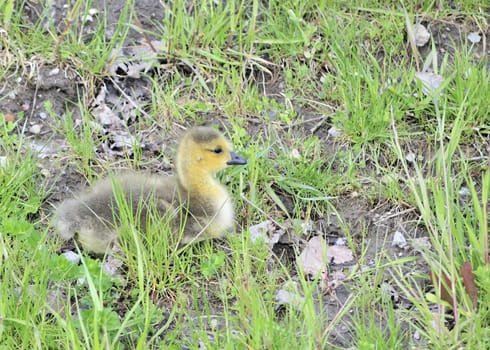 A Canada goose gosling sitting in the grass.