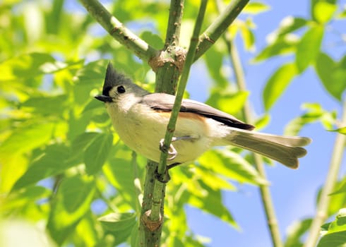 A tufted titmouse perched on a tree branch.