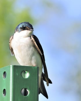 A tree swallow perched on a green post.