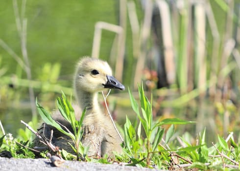 A Canada goose gosling sitting in the grass.