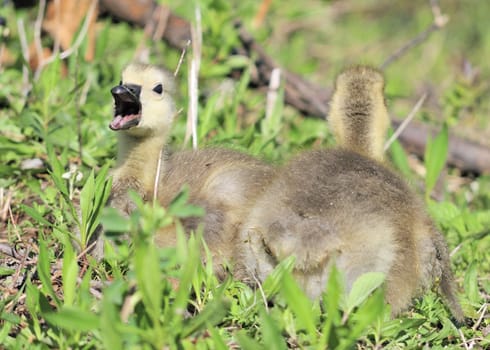 A pair of Canada goose goslings sitting in the grass.