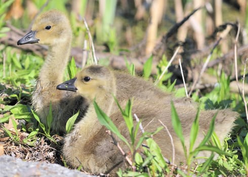 A pair of Canada goose goslings sitting in the grass.