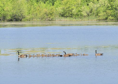 A gaggle of Canada goose goslings swimming on a pond.