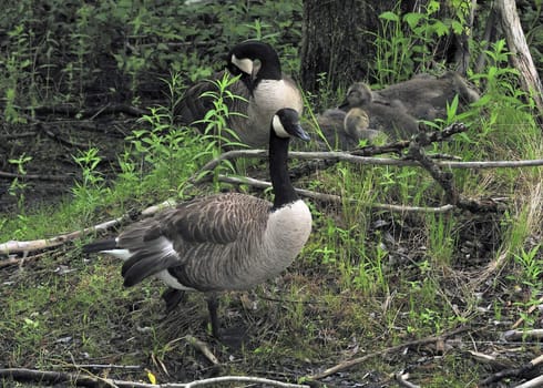 A pair of Canada geese and goslings sitting in a marsh.