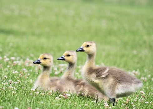 Three Canada goose goslings sitting in the grass.