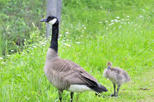 A Canada Goose with her gosling standing at the edge of a swamp.
