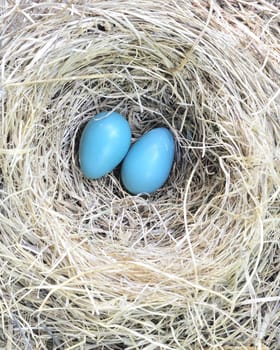 A pair of robin eggs sitting on the bottom of a nest.