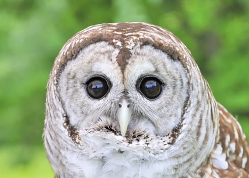 A close-up head shot of a barred owl.