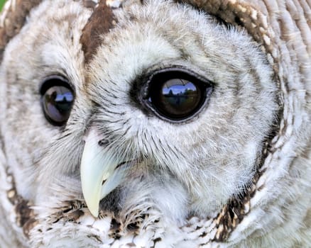 A close-up head shot of a barred owl.
