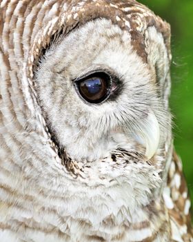 A close-up head shot of a barred owl.