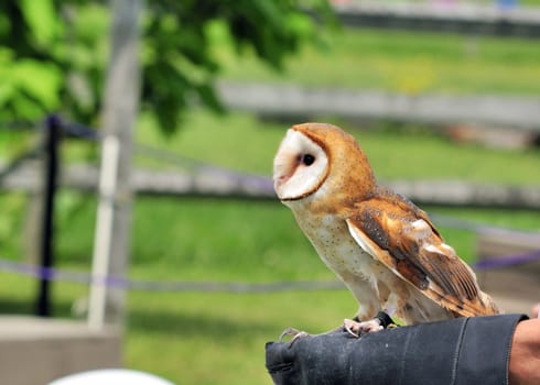 A tethered barn owl perched on a bird stand at a bird sanctuary.