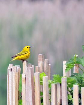A female gold finch perched on a garden stake.