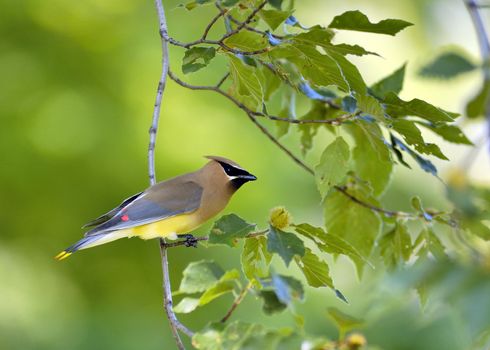A cedar waxwing perched on a tree branch.