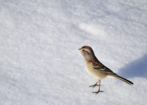 An American tree sparrow perched in the snow.