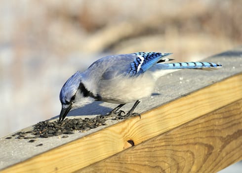 A blue jay perched on a wooden rail with bird seed.