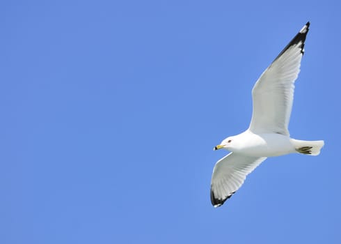 A ring-billed seagull in flight against a blue sky.