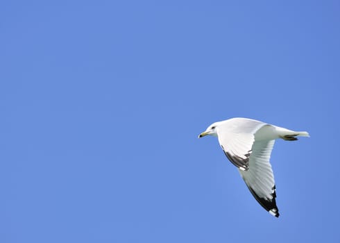 A ring-billed seagull in flight against a blue sky.