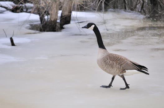 A Canada goose walking on ice waiting for the thaw.