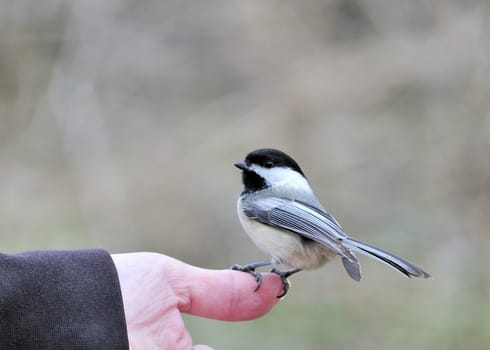 A black-capped chickadee perched on a hand.