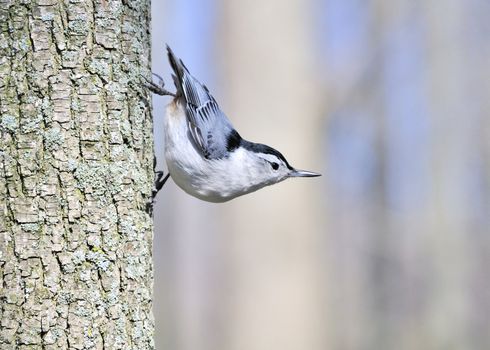 A nuthatch perched on the side of a tree trunk.