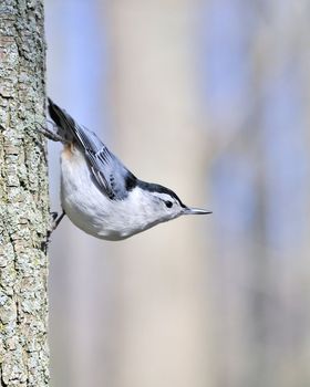 A nuthatch perched on the side of a tree trunk.