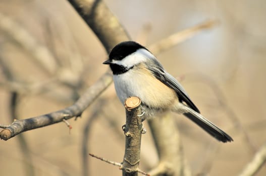 A black-capped chickadee perched on a tree branch.