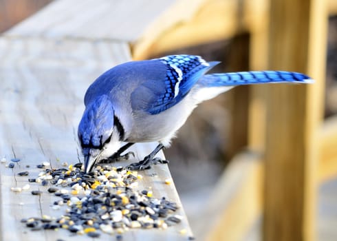 A blue jay perched on a wooden railing with bird seed.
