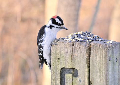 A male downy woodpecker perched on a post with bird seed.