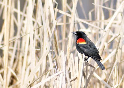 A red-winged blackbird perched on a marsh reed.