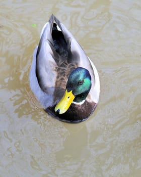 A male mallard duck swimming in a lake