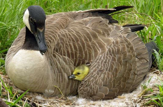 Canadian gosling under its mothers wing.