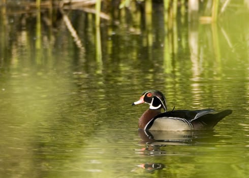 A male wood duck swimming in a marsh.
