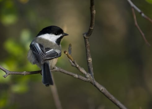 Black-capped chickadee perched on a branch.