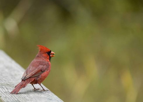  A male Cardinal perched on a railing.