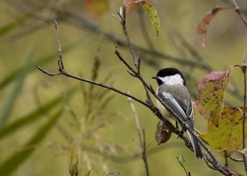 Black-capped chickadee perched on a branch.