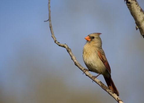 Cardinal perched on a branch.