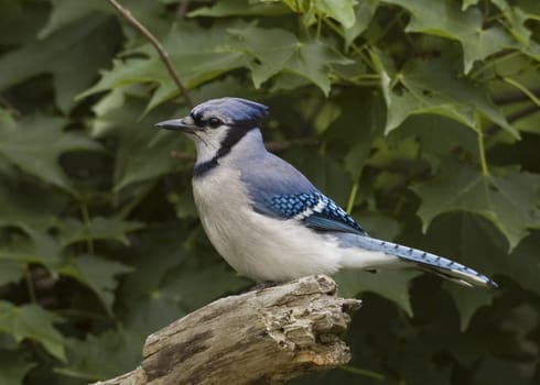 Blue Jay perched on a log.