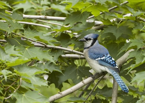 Blue Jay perched on a branch.