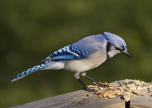 Blue Jay eating bird seed.