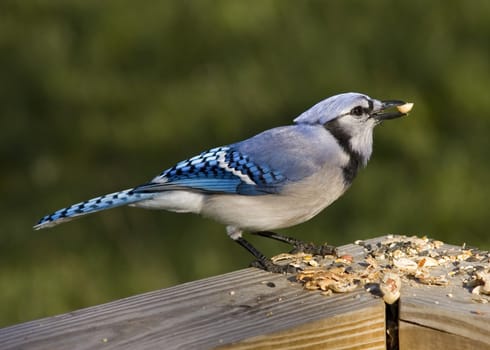 Blue Jay eating bird seed.