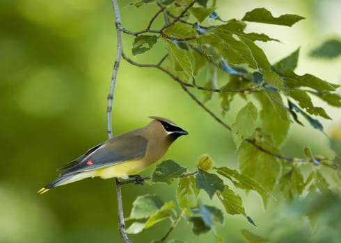 Cedar waxwing perched on a branch.